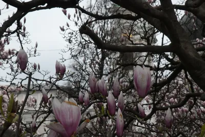 DSC_7004 (Large).JPG